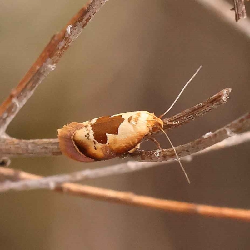 Hoplomorpha camelaea