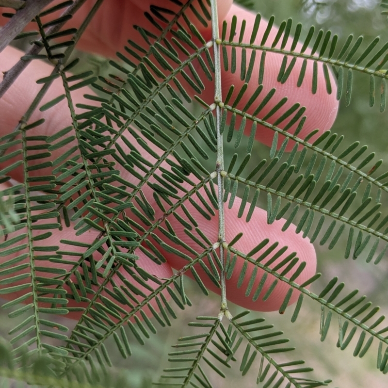 Acacia deanei subsp. deanei