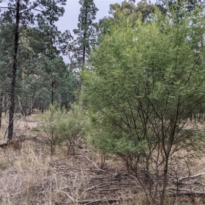 Acacia deanei subsp. deanei