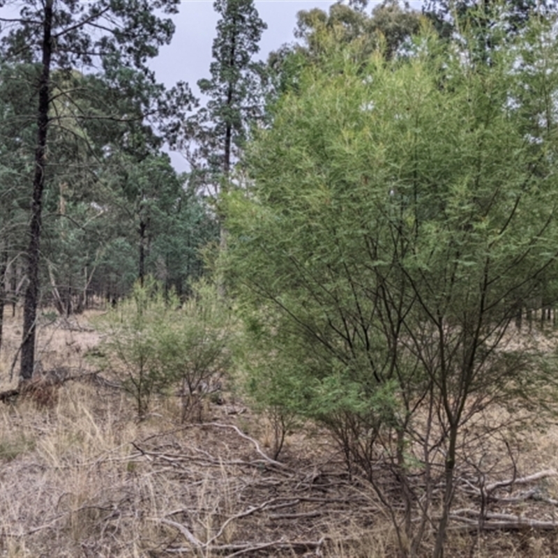 Acacia deanei subsp. deanei