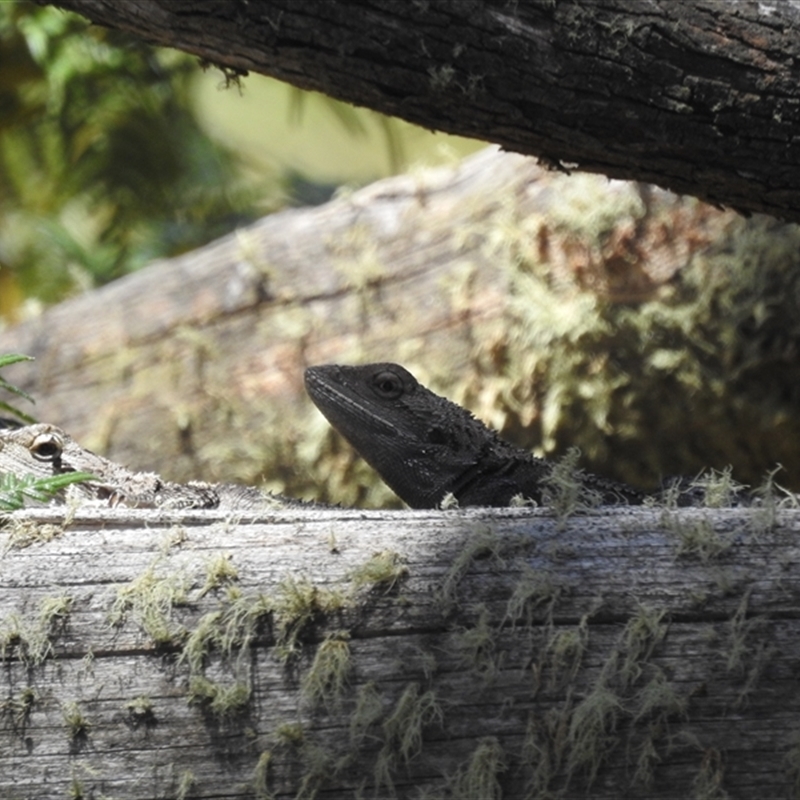 Amphibolurus muricatus