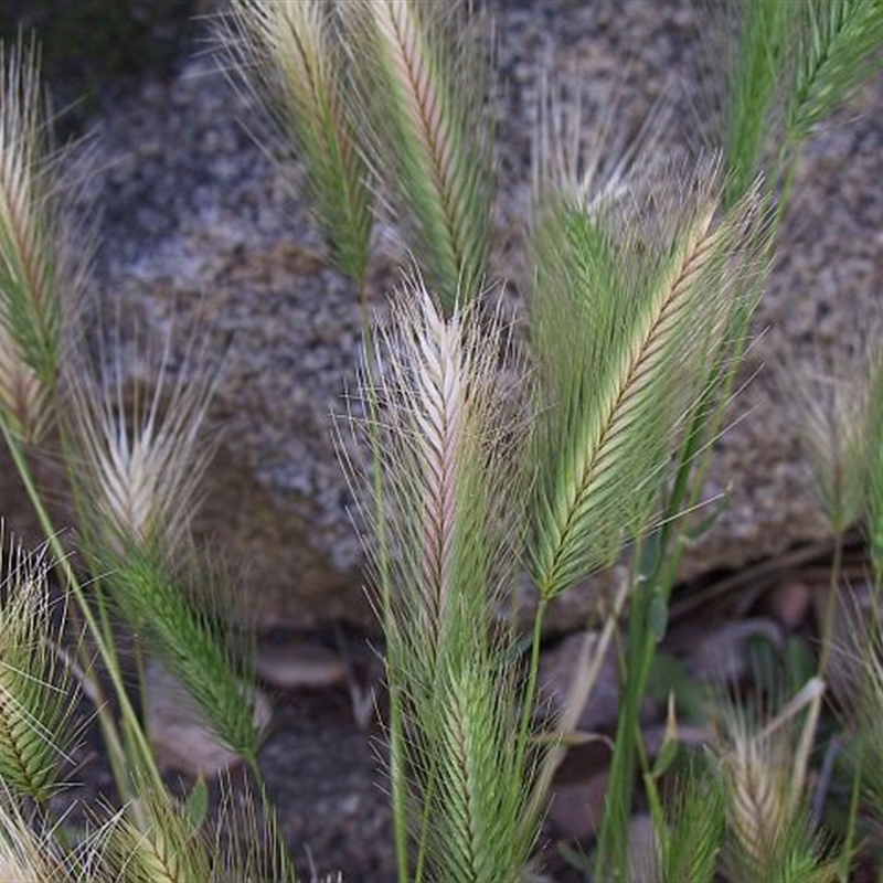 Hordeum glaucum