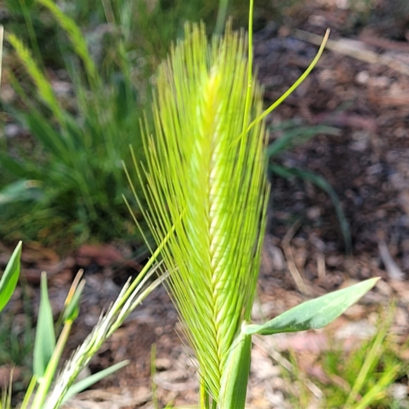 Hordeum sp.