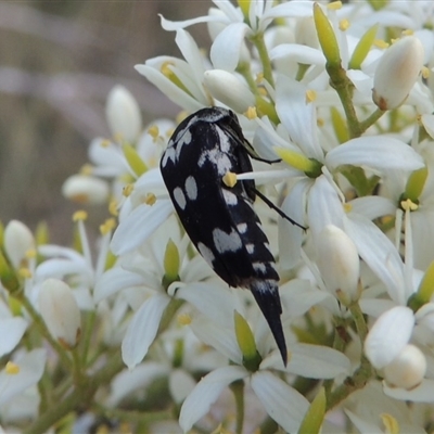 Hoshihananomia leucosticta