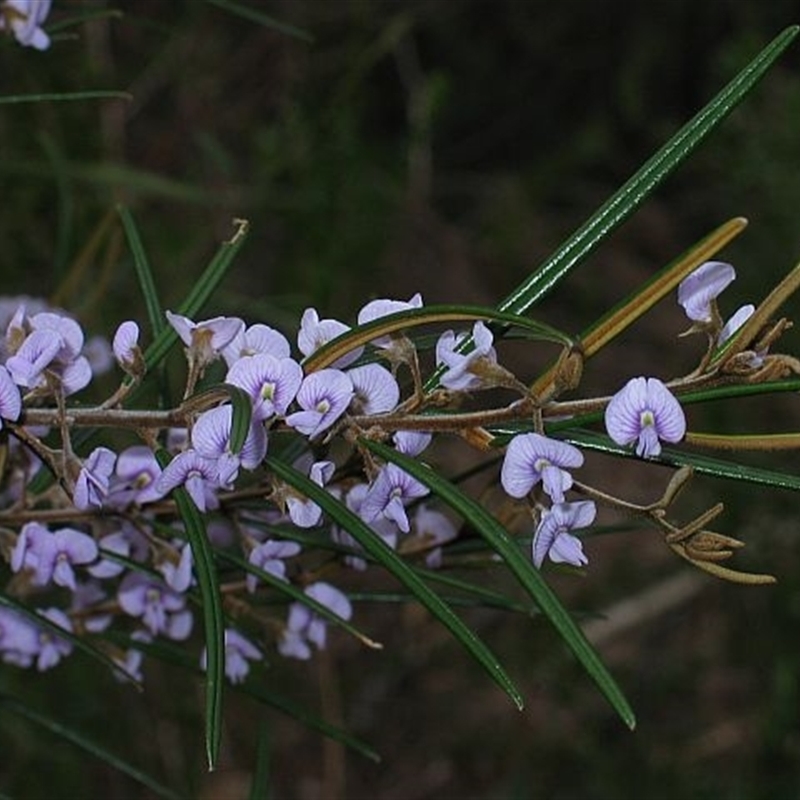 Hovea longifolia