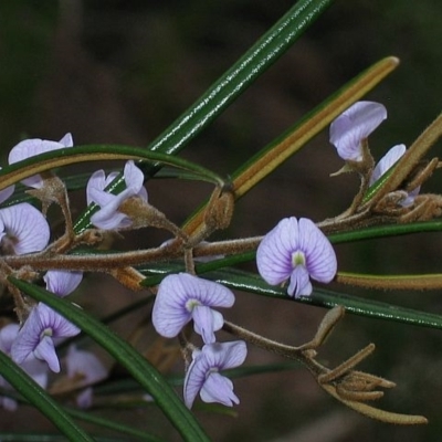 Hovea longifolia