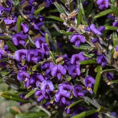 Hovea montana