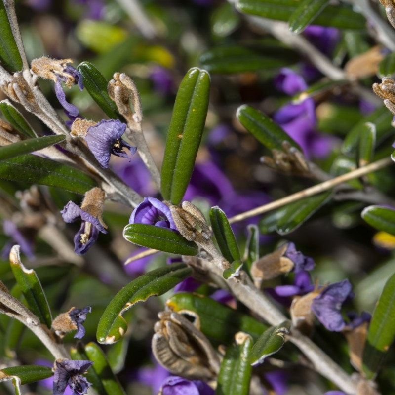 Hovea montana