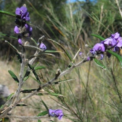 Hovea pannosa