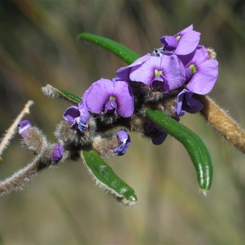 Hovea pannosa