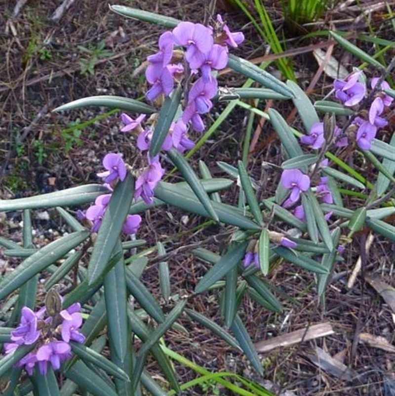 Hovea purpurea