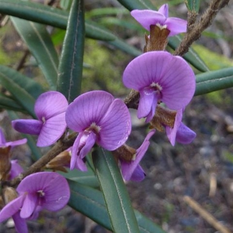 Hovea purpurea