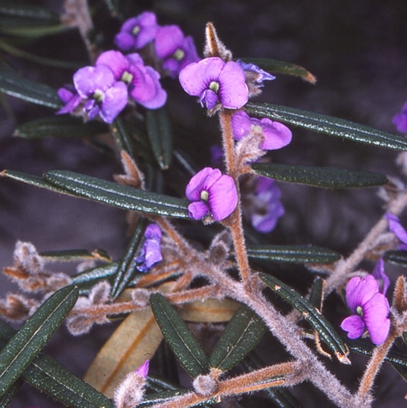 Hovea purpurea