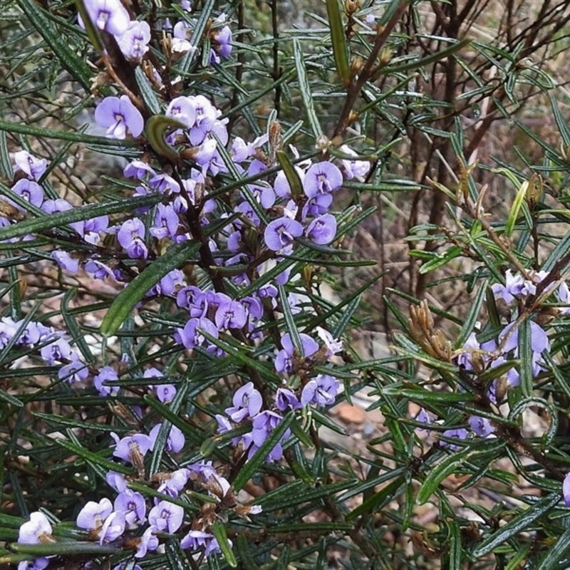 Hovea rosmarinifolia