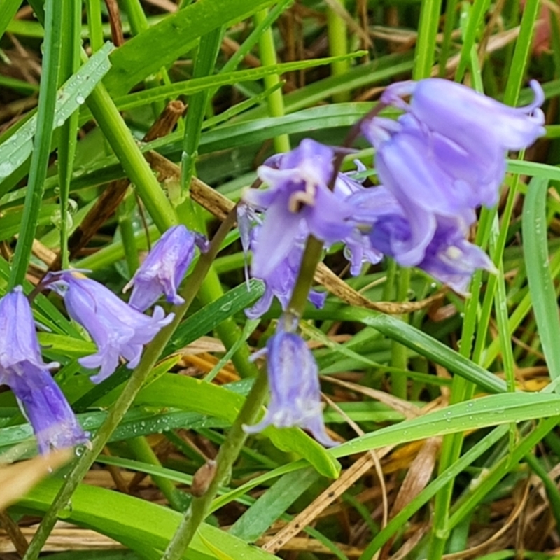 Hyacinthoides non-scriptus