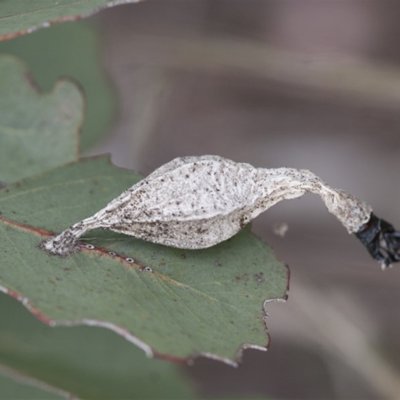 Hyalarcta nigrescens