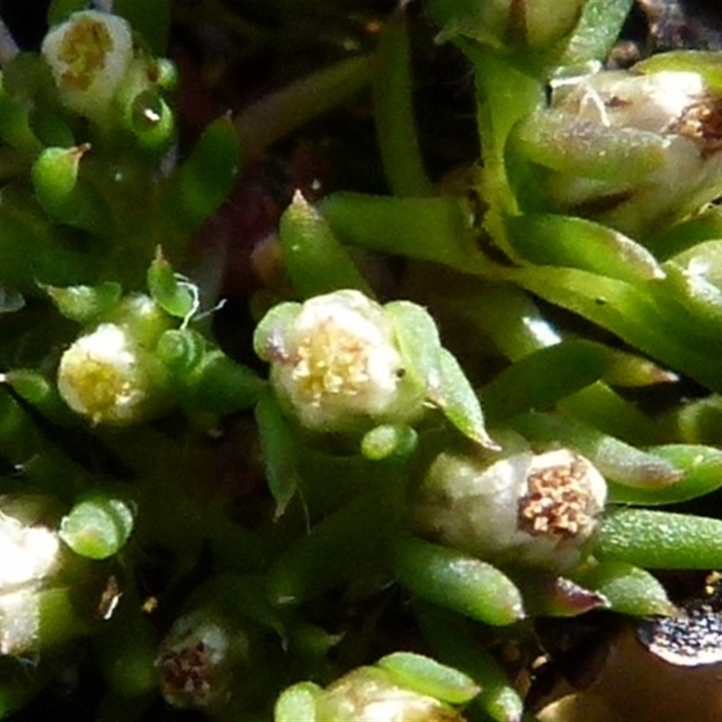 Hyalosperma demissum