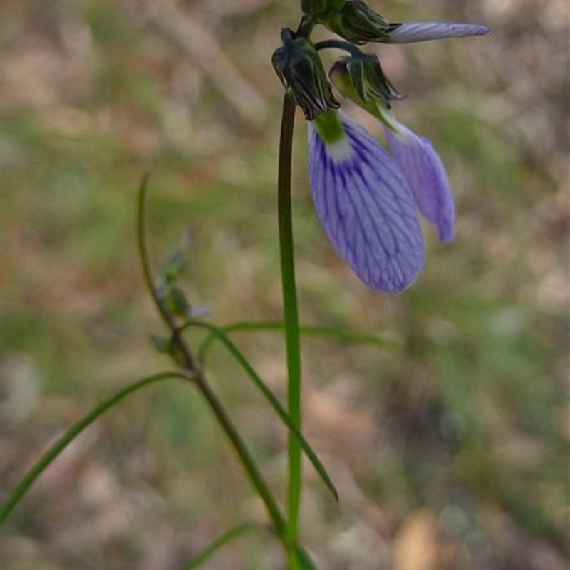 Hybanthus monopetalus