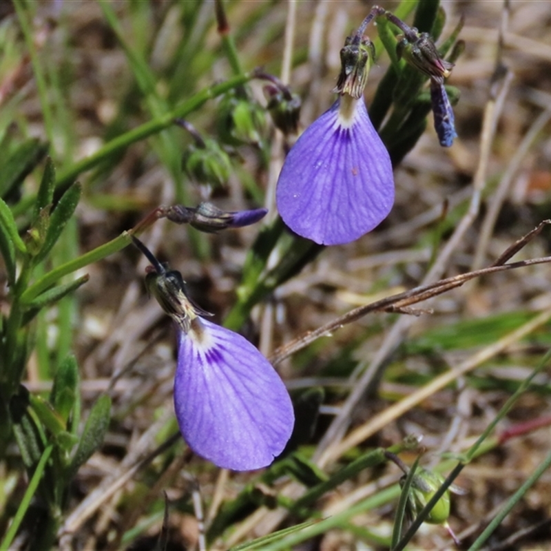 Hybanthus monopetalus