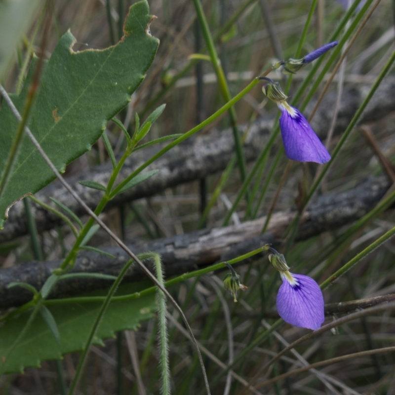 Pigea vernonii
