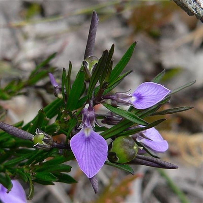 Pigea vernonii subsp. vernonii