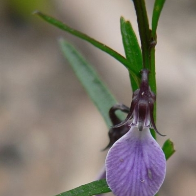 Pigea vernonii subsp. vernonii
