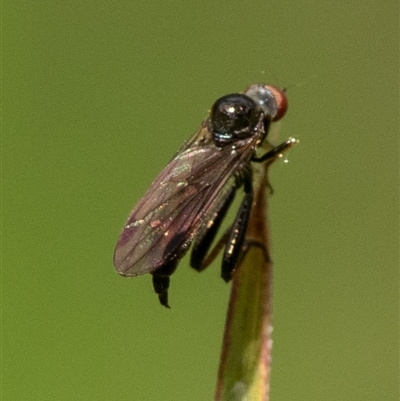 Kerri-Lee, South-East Forests NP