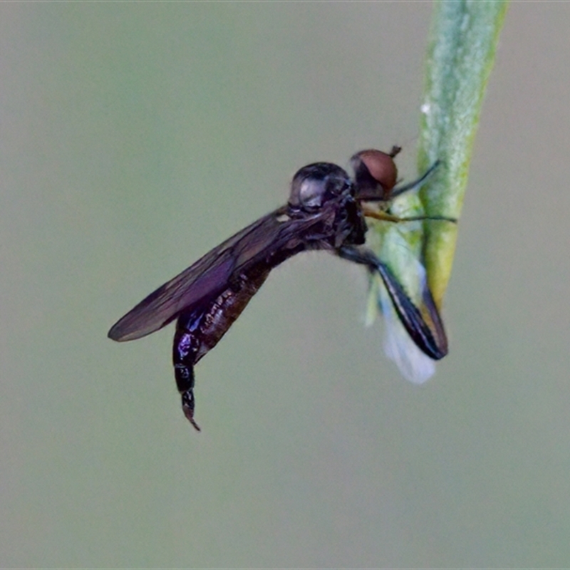 Hybos sp.