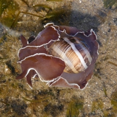 Hydatina albocincta