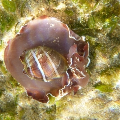 Hydatina albocincta