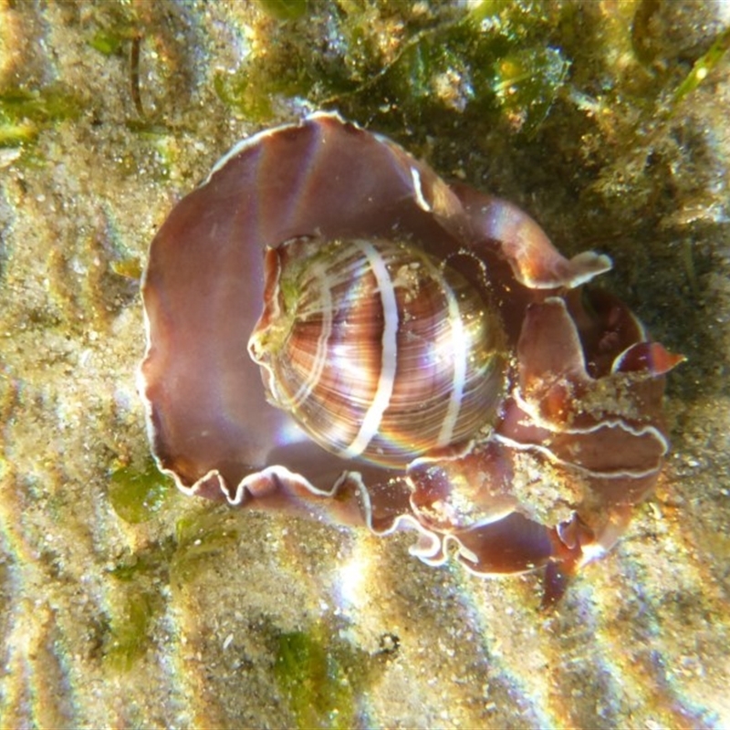 Hydatina albocincta