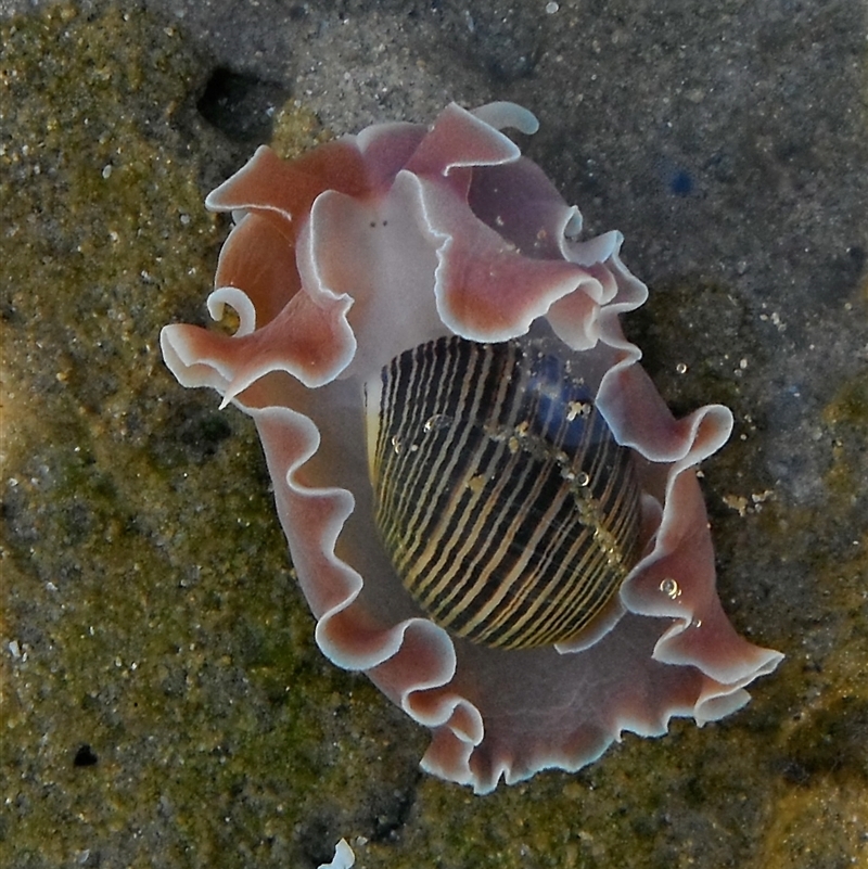 Hydatina physis