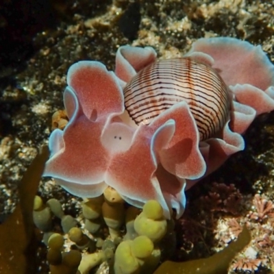 Hydatina physis