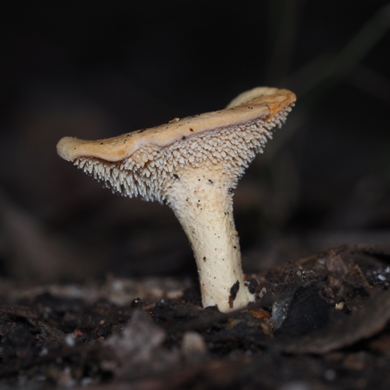 Hydnum repandum