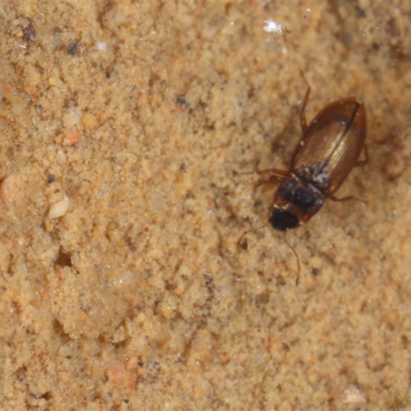 Hydraenidae sp. (family)