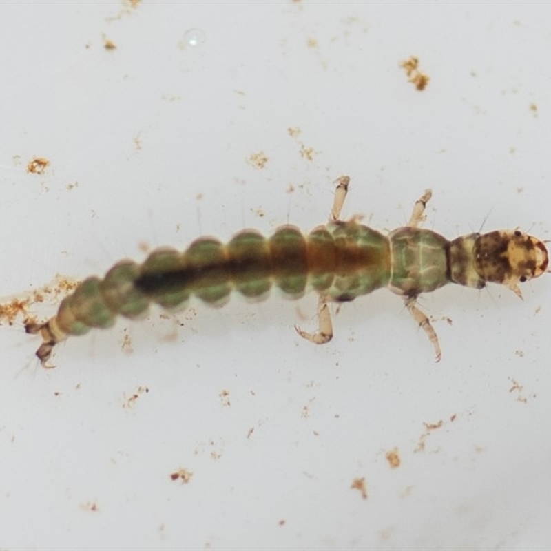 HYDROBIOSIDAE