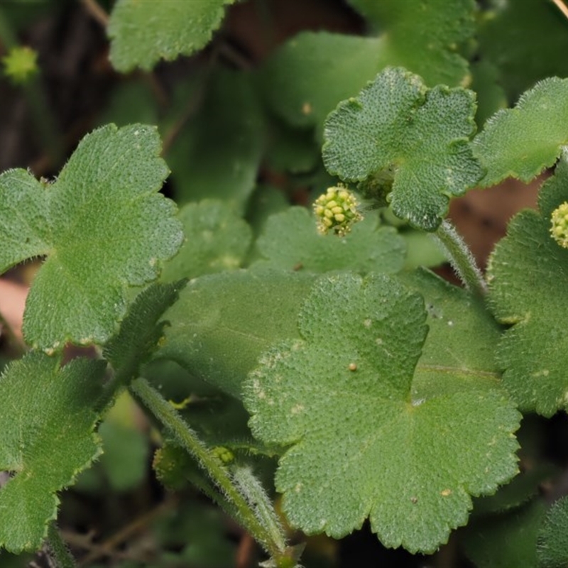 Hydrocotyle algida