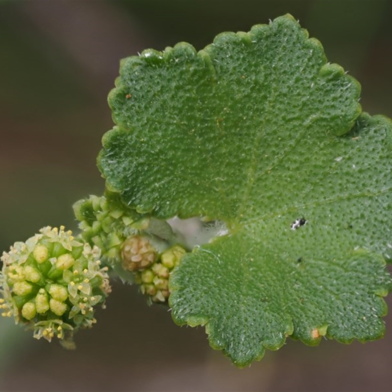 Hydrocotyle algida