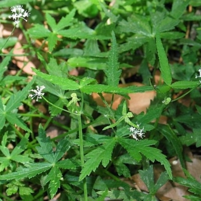 Hydrocotyle geraniifolia