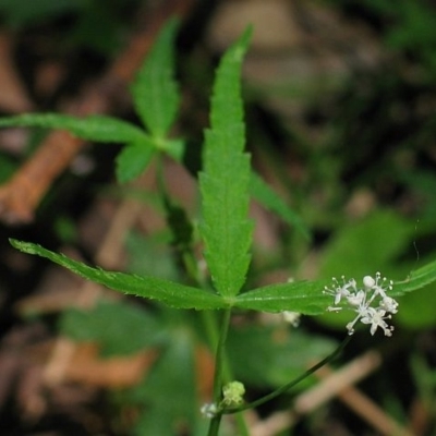 Hydrocotyle geraniifolia