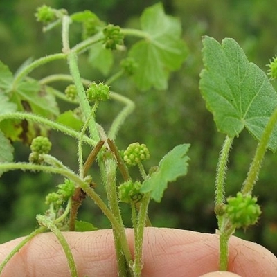 Hydrocotyle hirta