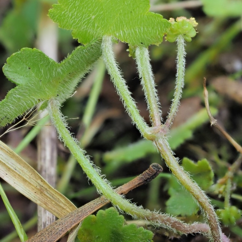 Hydrocotyle hirta