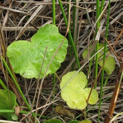 Jackie Miles, Badja Swamp