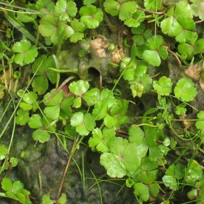 Hydrocotyle rivularis