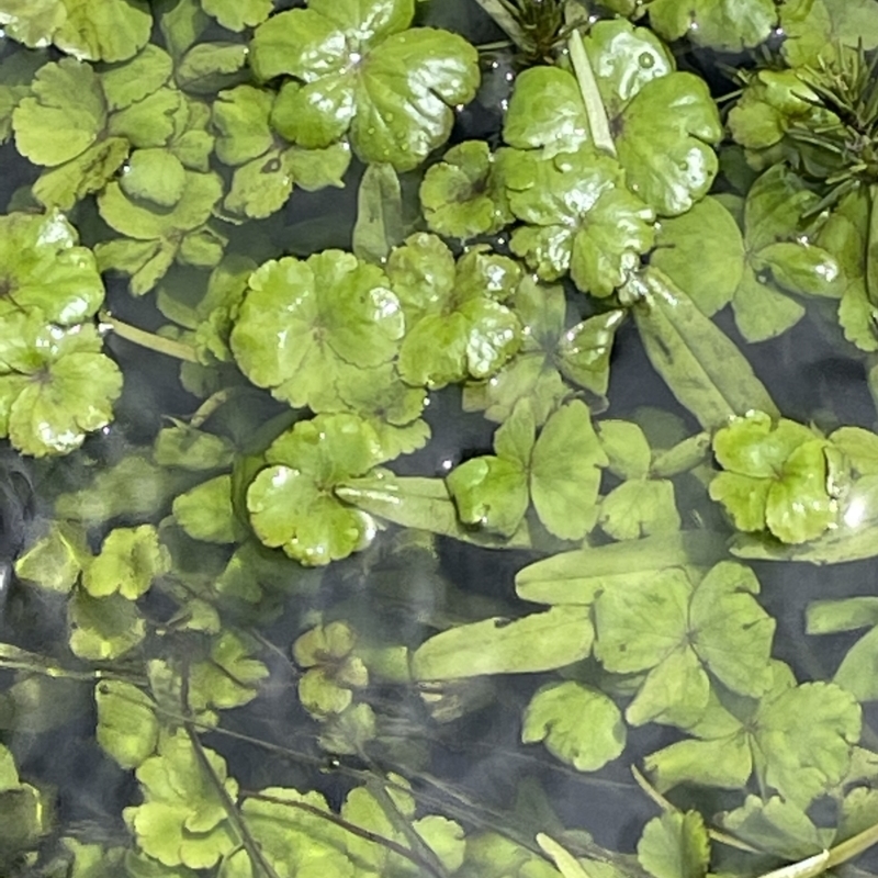 Hydrocotyle rivularis