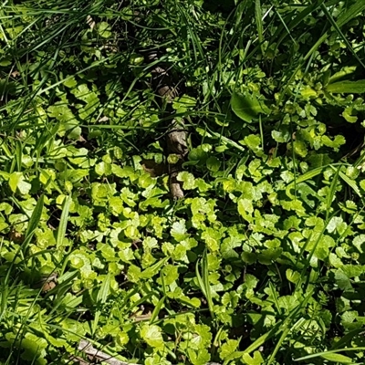 Hydrocotyle sp.