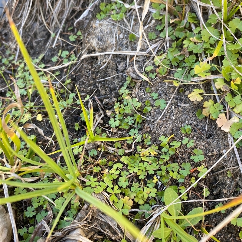 Hydrocotyle tripartita