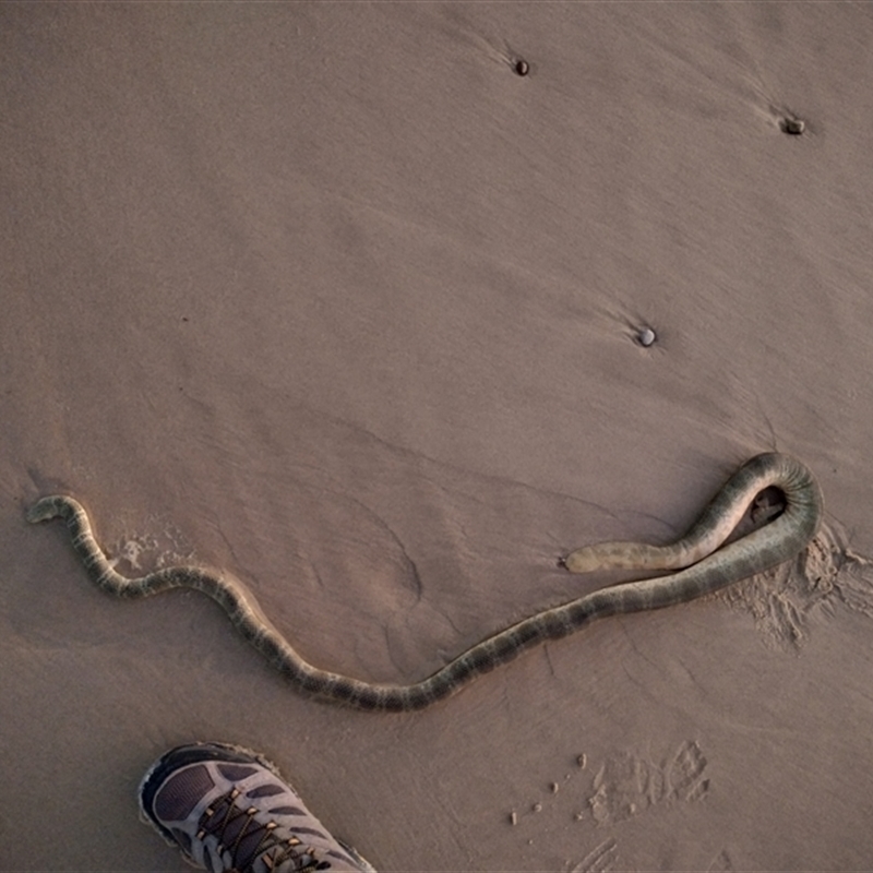 Hydrophis elegans