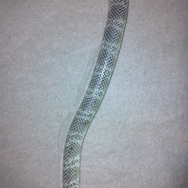 Hydrophis elegans