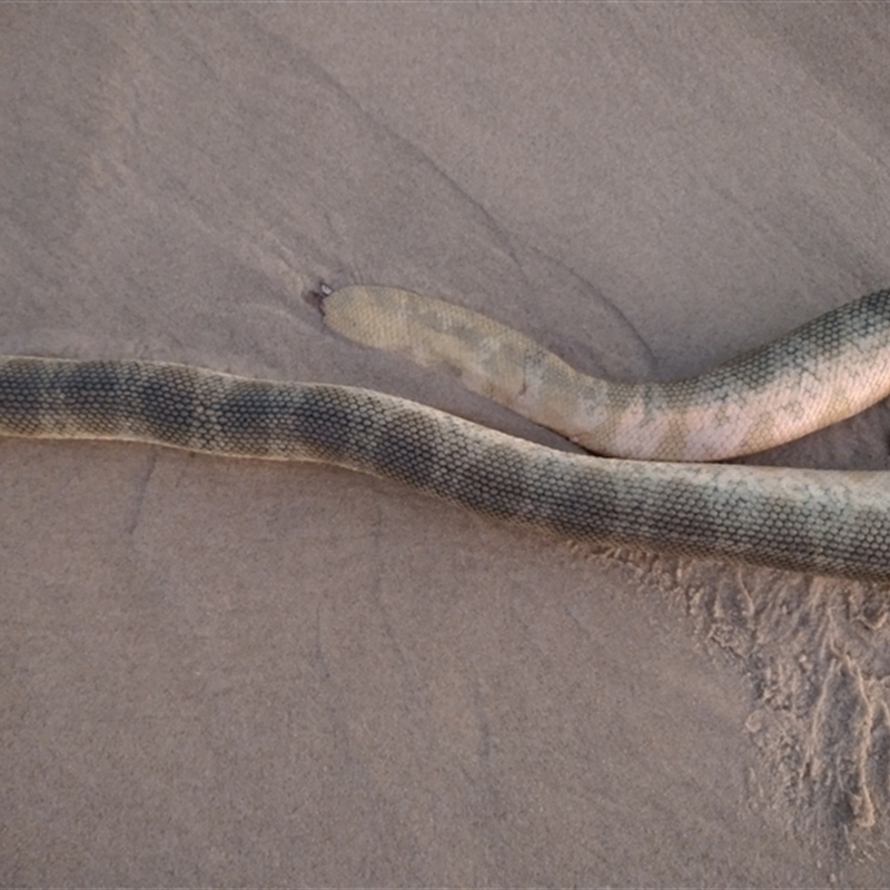 Hydrophis elegans